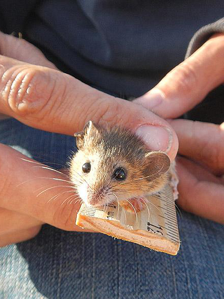 Measuring length of harvest mouse