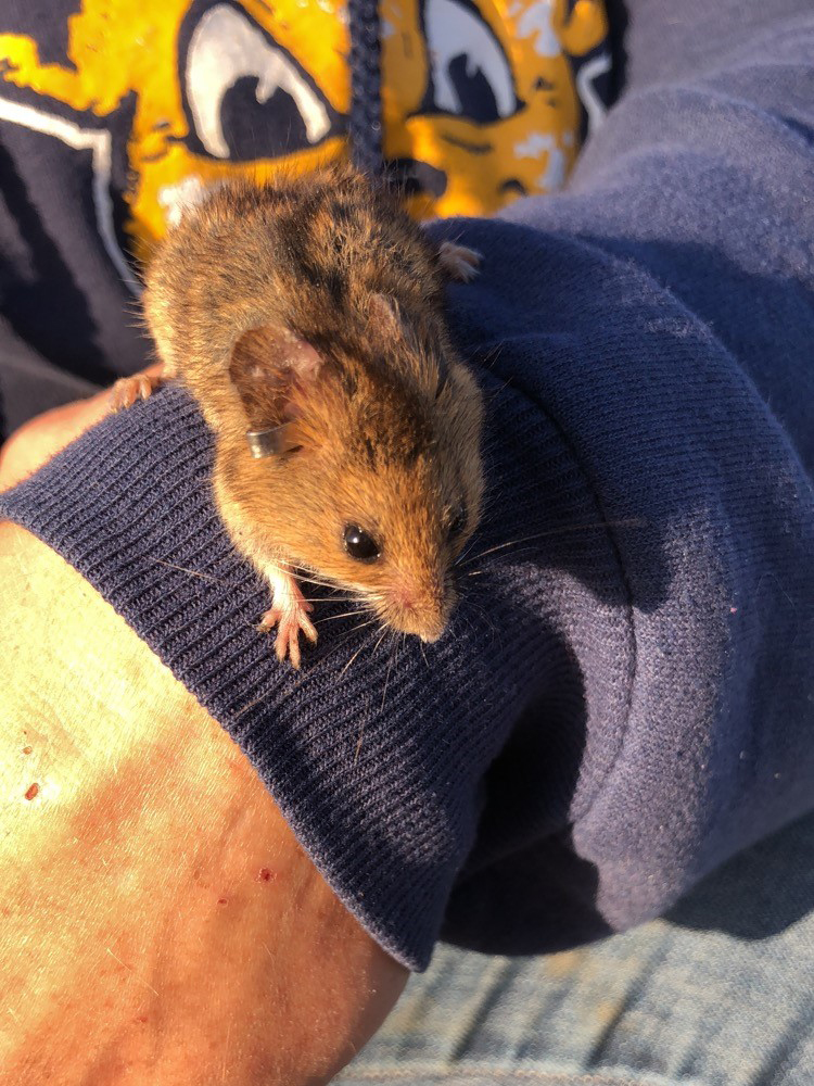 Tagged harvest mouse