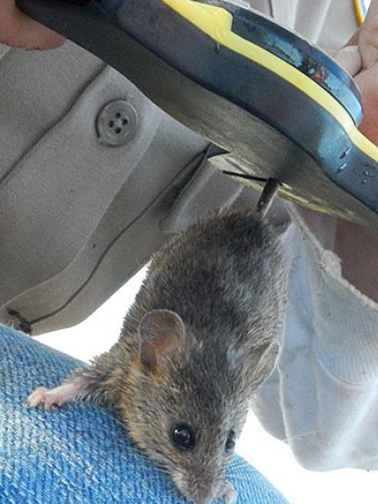 Measuring tail diameter of harvest mouse